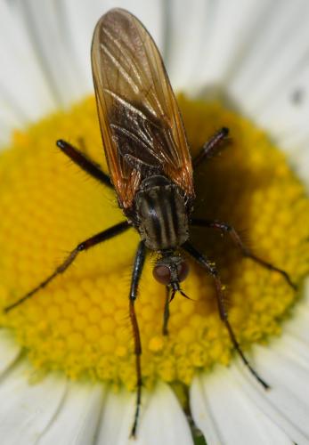 Empis tessellata
